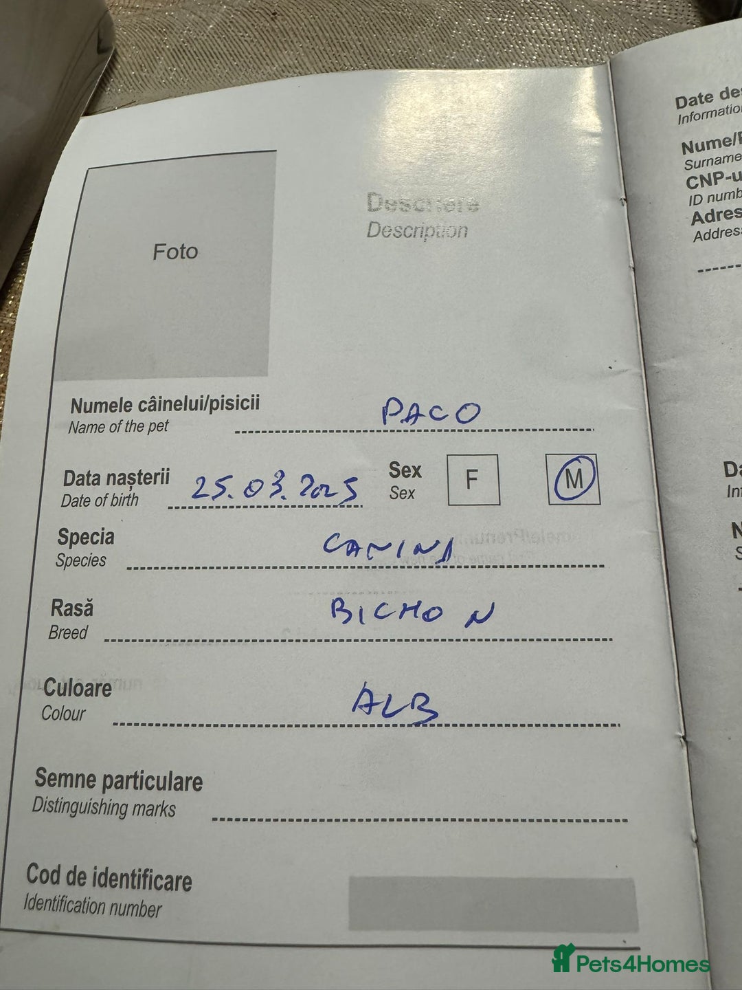 Bichon Frise dogs for adoption: Meet PACO - a Lovely little boy, for a Loving Home - Image 11