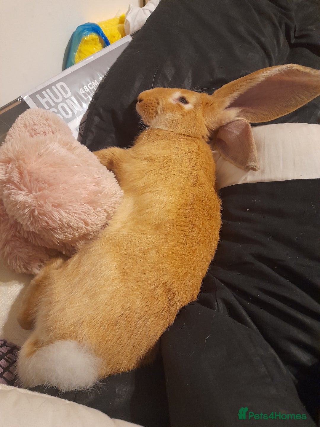 Continental Giant rabbits for sale: Continental rabbit  - Advert 4