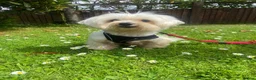 Maltipoo dogs for sale: Happy,loving affectionate Health Tested Maltipoo’s - Advert 38
