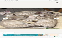 Bengal cats for stud: Proven Snow Bengal for studd in Southampton - Image 32