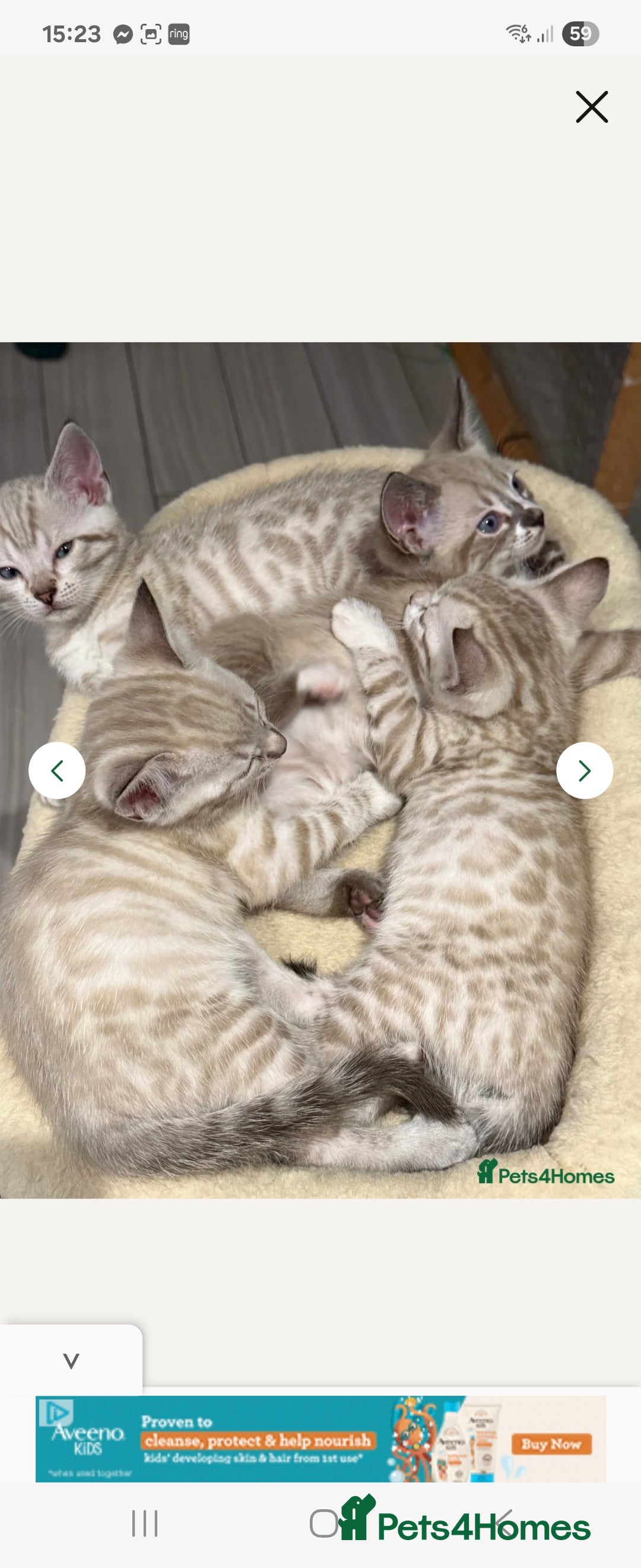 Bengal cats for stud: Proven Snow Bengal for studd in Southampton - Image 32