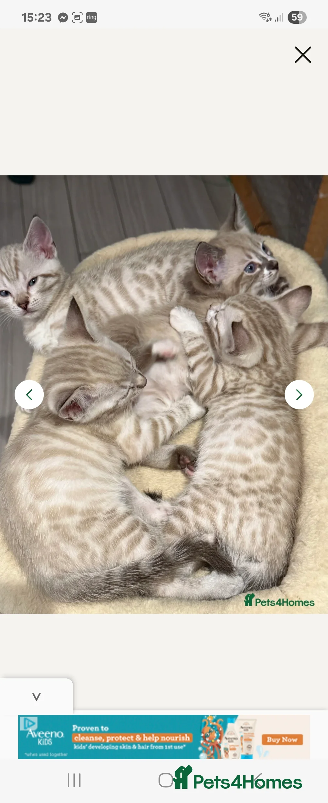 Bengal cats for stud: Proven Snow Bengal for studd in Southampton - Advert 33