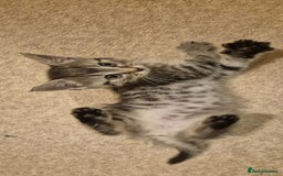 Domestic Shorthair cats for sale: 3 kittens for sale - ready to go! - Image 5