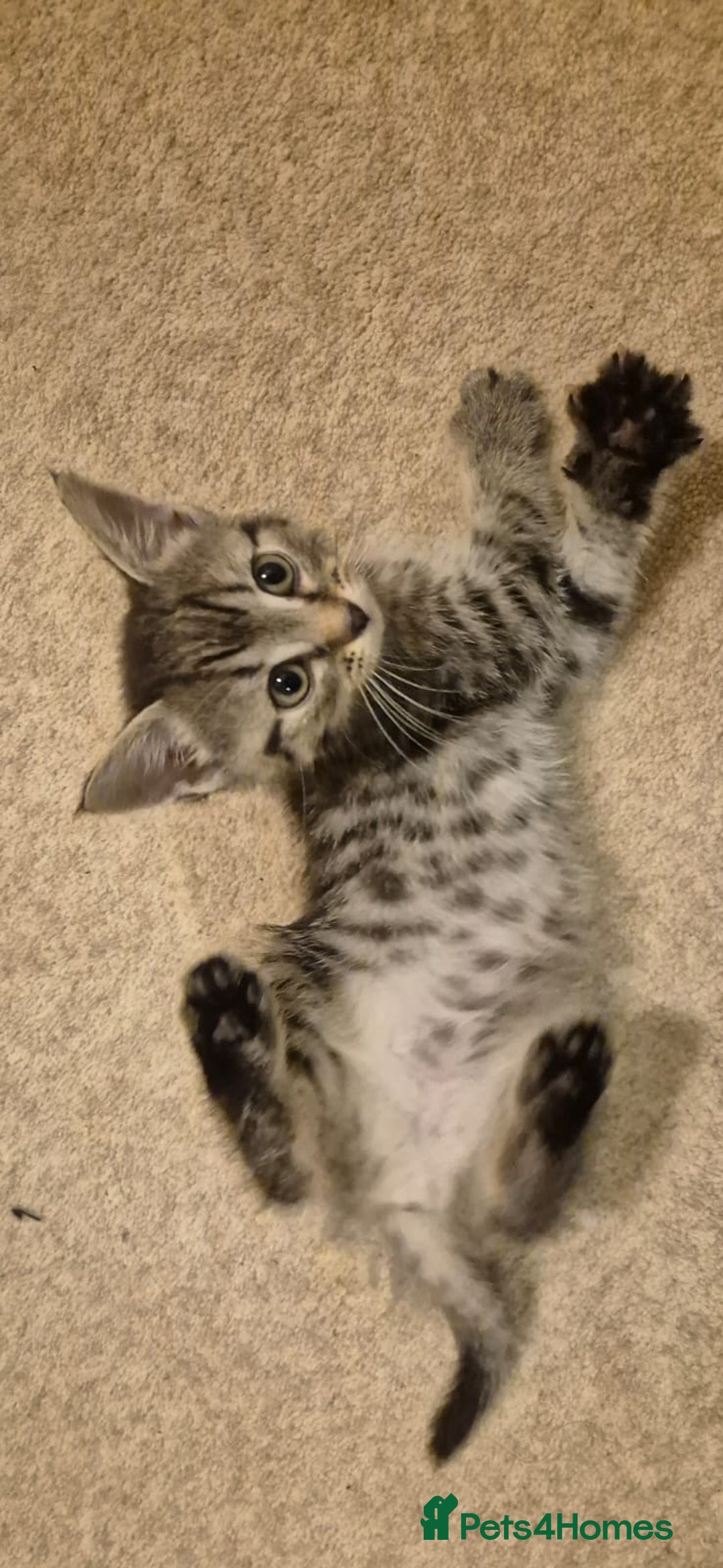 Domestic Shorthair cats for sale: 3 kittens for sale - ready to go! - Image 5