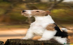 Fox Terrier dogs for sale: Exceptional Wire Haired Fox Terrier Puppies  - Image 6