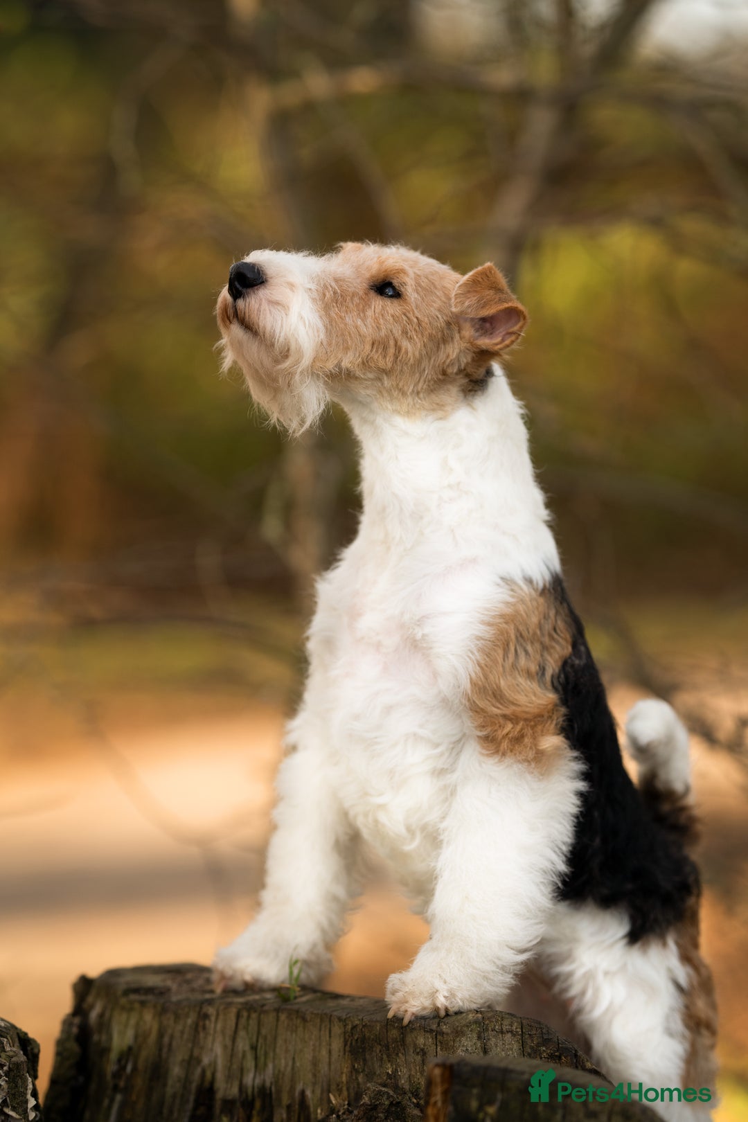 Fox Terrier dogs for sale: Exceptional Wire Haired Fox Terrier Puppies  - Image 6