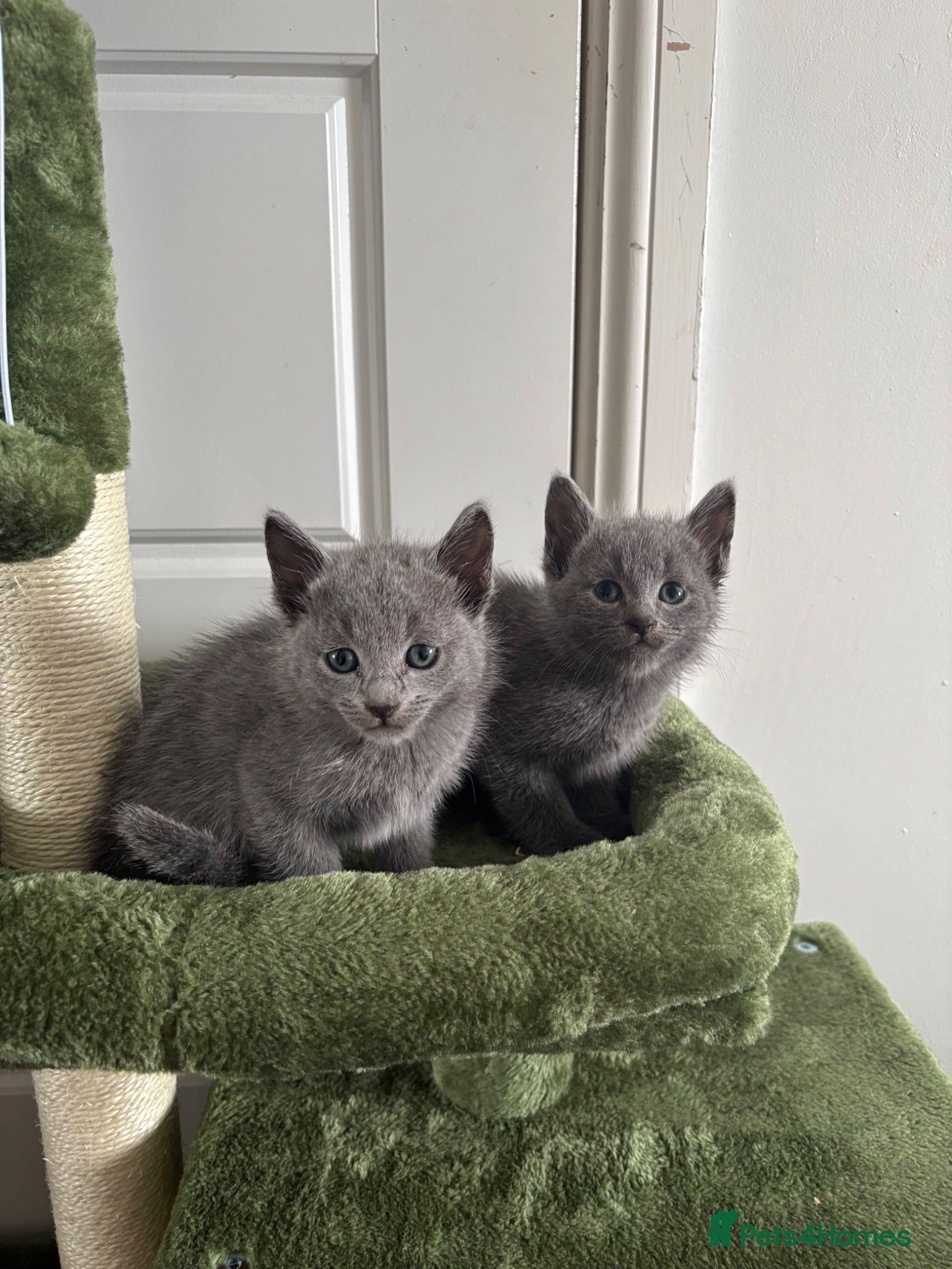 Russian Blue cats Top quality Instagram stars 🌟 Russian blue kitten - Advert 2