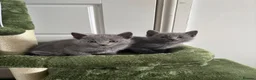 Russian Blue cats for sale: PURE PEDIGREE RUSSIAN BLUE KITTENS INSTAGRAM STARS - Advert 19