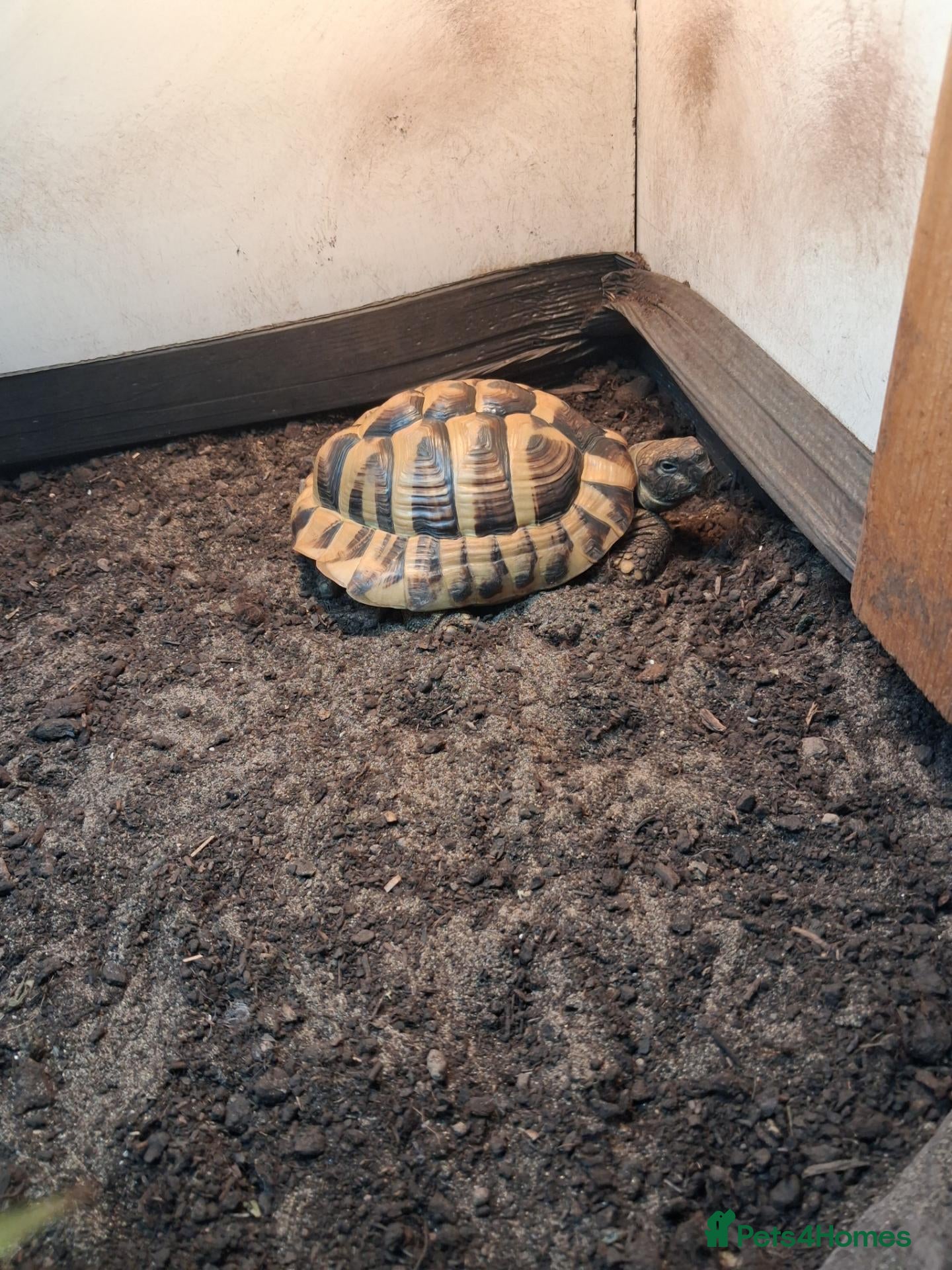 Hermann Tortoise reptiles Hermann tortoise male 6 Yr old  - Advert 1