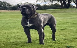 Cane Corso dogs for stud: Proven Cane Corso Stud from Champion Lines in Glasgow - Image 1