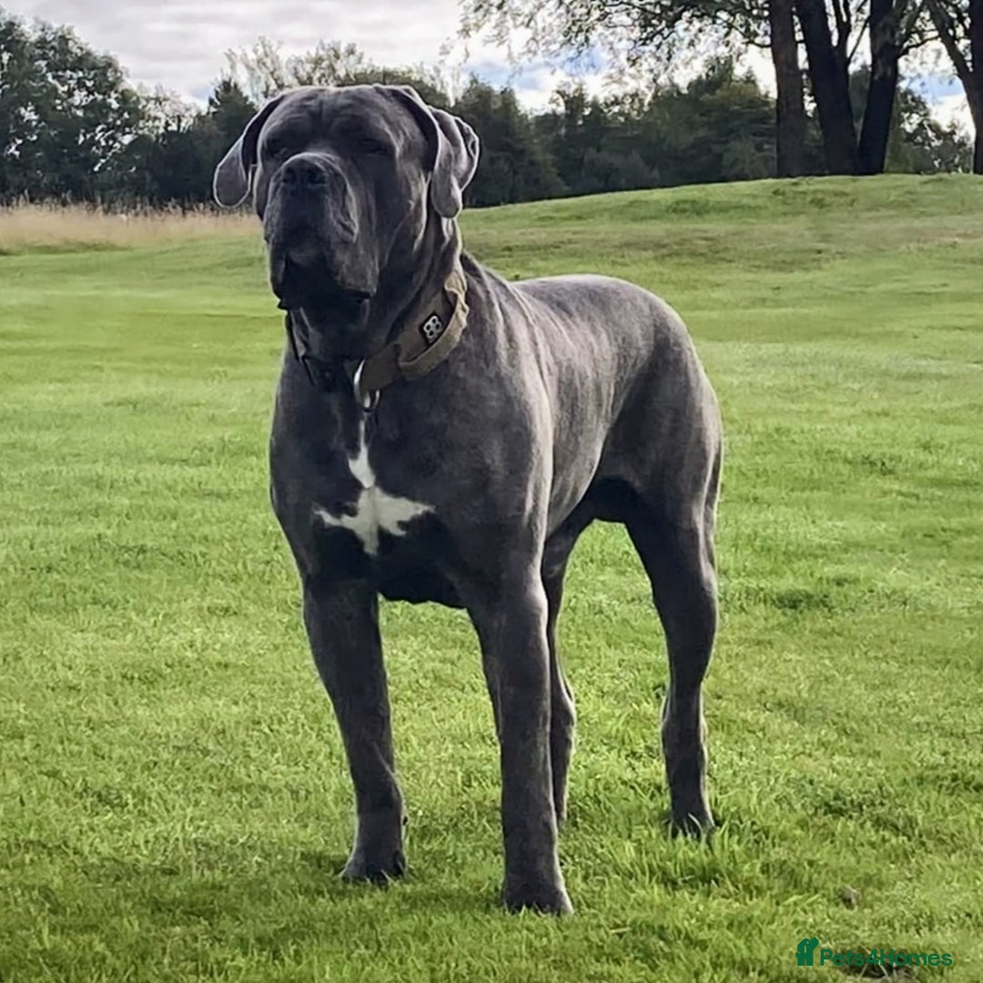 Cane Corso dogs for stud: Proven Cane Corso Stud from Champion Lines in Glasgow - Image 1