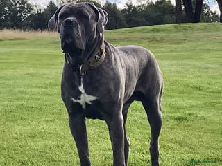 Cane Corso dogs Proven Cane Corso Stud from Champion Lines in Glasgow - Advert 1