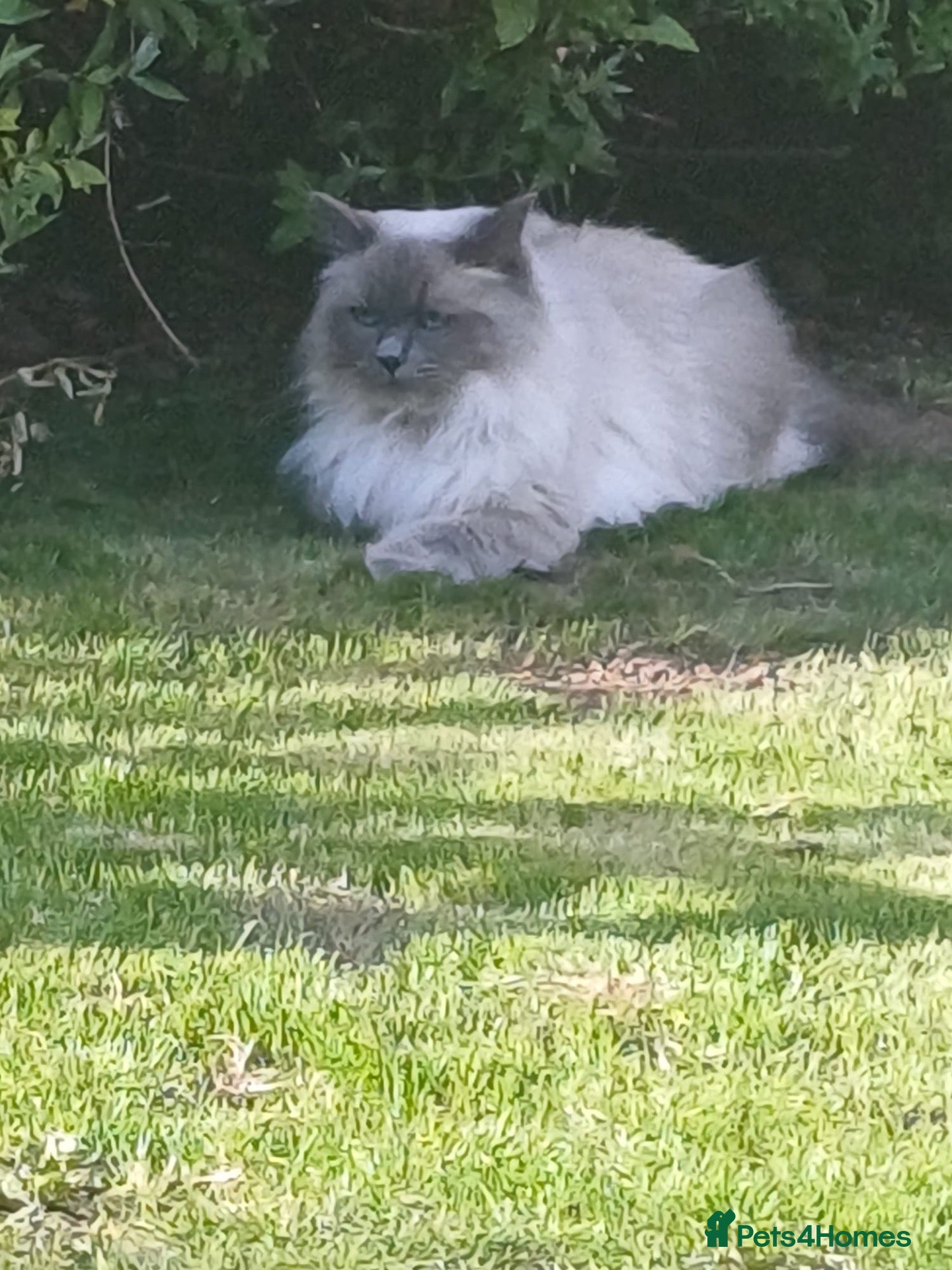 Ragdoll cats Beautiful female ragdoll  - Advert 4