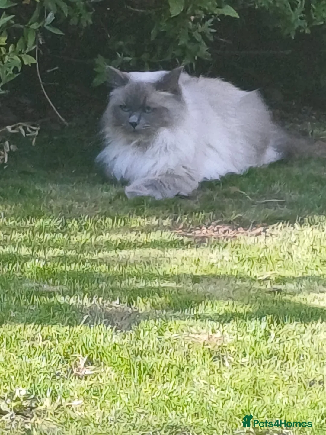 Ragdoll cats for sale: Beautiful female ragdoll  in York - Advert 1
