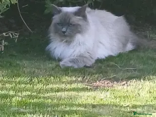 Ragdoll cats Beautiful female ragdoll - Advert 1