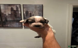 Cocker Spaniel dogs for sale: Kc registered mixed litter - Image 19