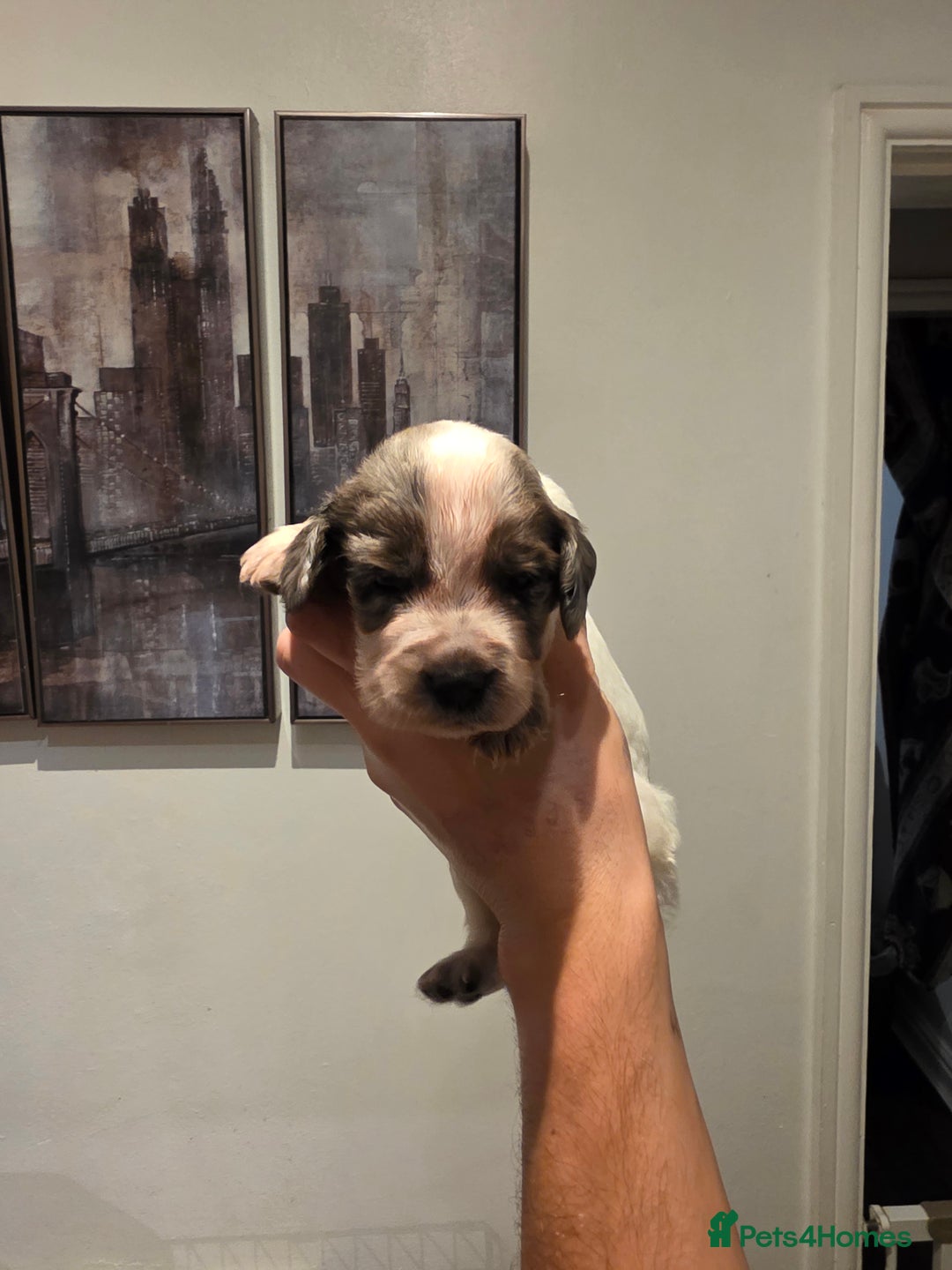 Cocker Spaniel dogs for sale: Kc registered mixed litter - Image 19
