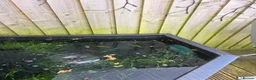 Koi Carp fish for sale: 4× ghost koi 1 sturgeon in Bridgwater - Advert 1