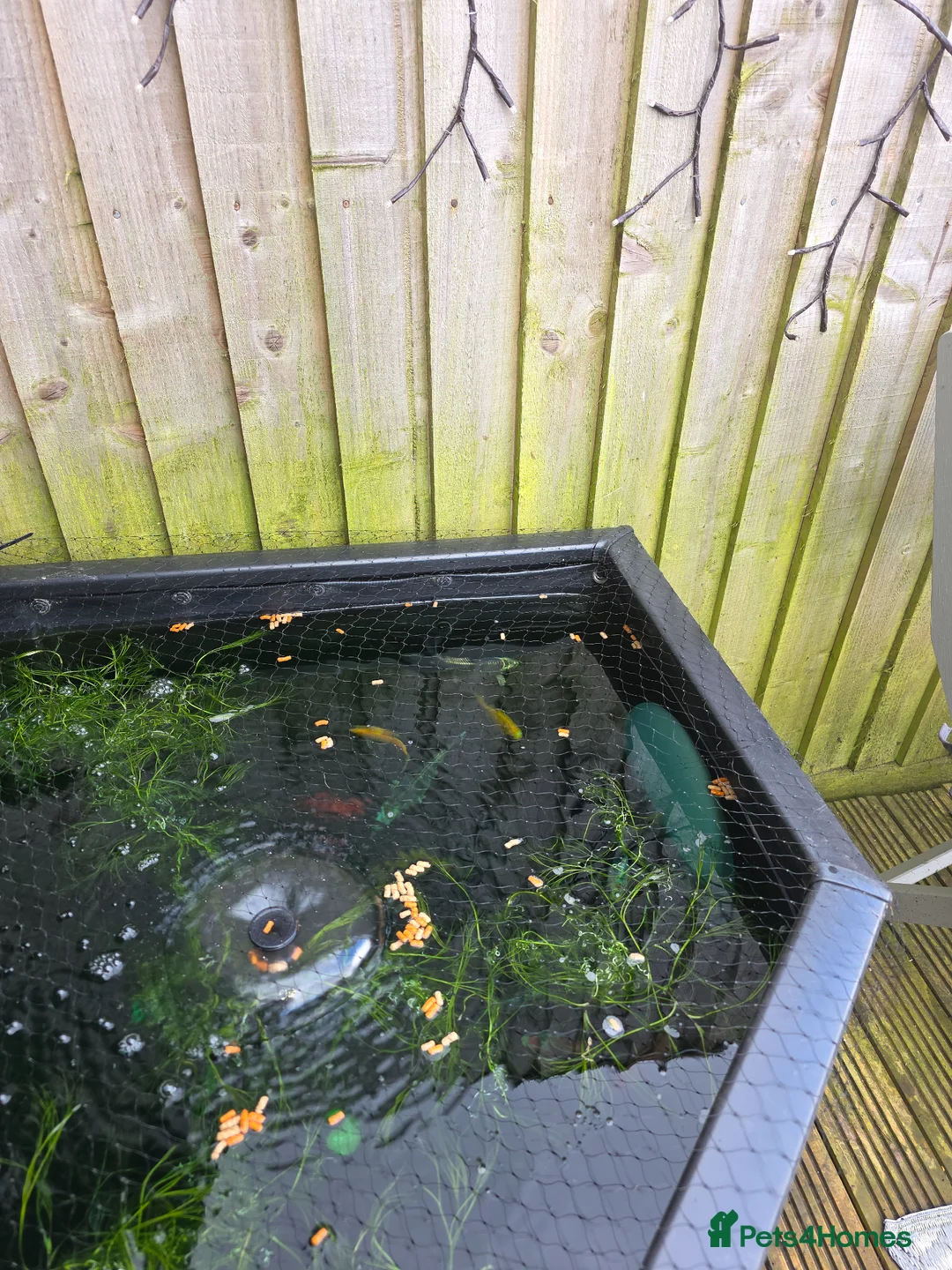 Koi Carp fish for sale: 4× ghost koi 1 sturgeon in Bridgwater - Advert 1