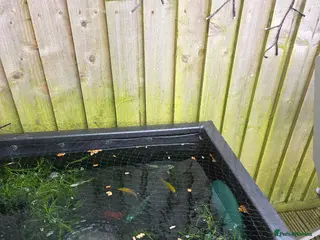 Koi Carp fish 4× ghost koi 1 sturgeon - Advert 5