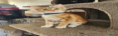 Ginger (black collar)