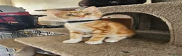 Mixed Breed cats for sale: 4 adorable female kittens for sale  - Advert 34