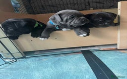Staffordshire Bull Terrier dogs for sale: Puppies  - Image 5
