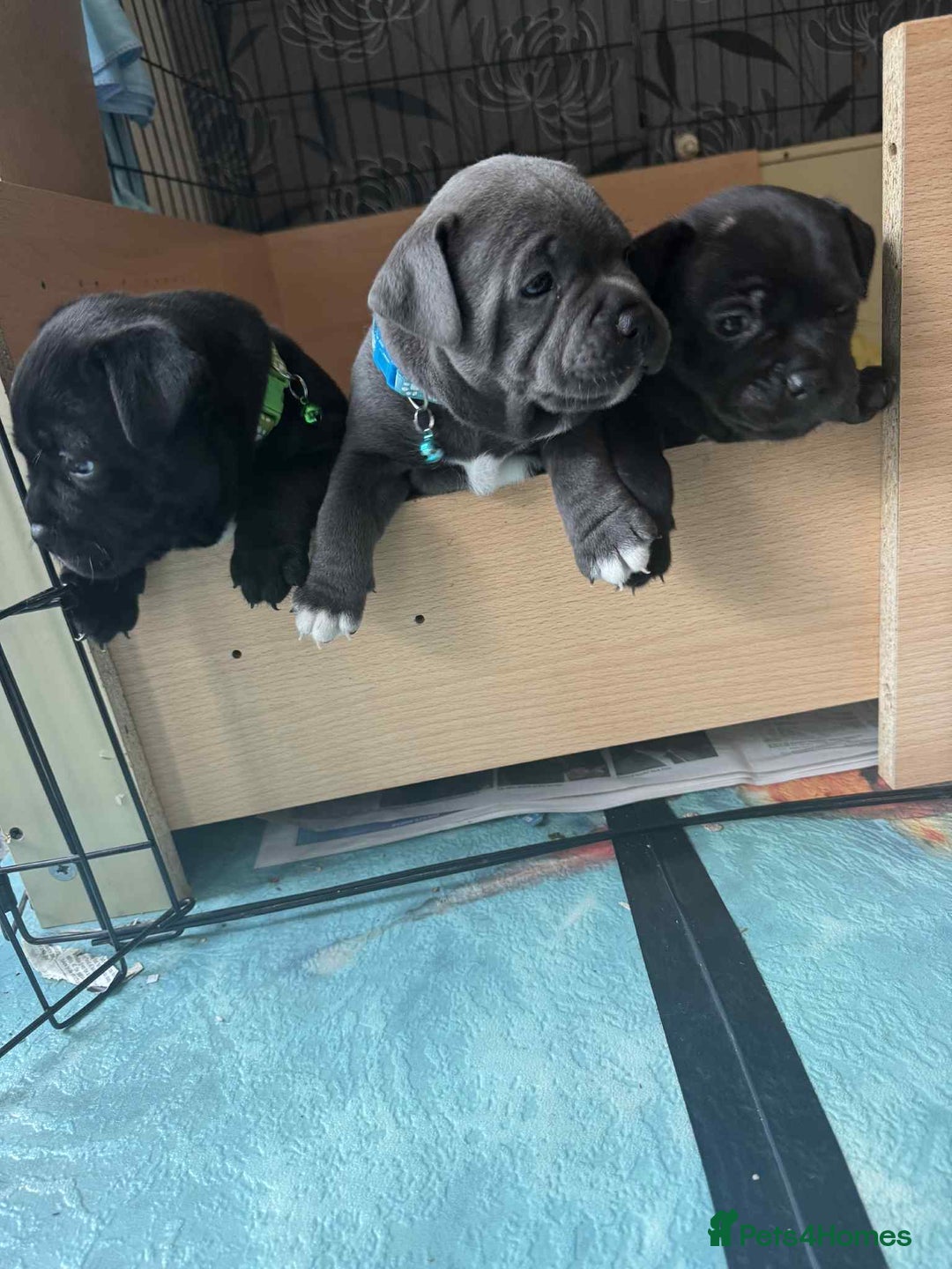 Staffordshire Bull Terrier dogs for sale: Puppies  - Image 5