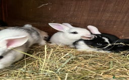 Mixed Breed rabbits for sale: Baby bunnies - Image 14