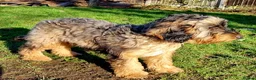 Cockapoo dogs for stud: Extensively DNA tested, experienced Sable Cockapoo in Wrexham - Advert 7