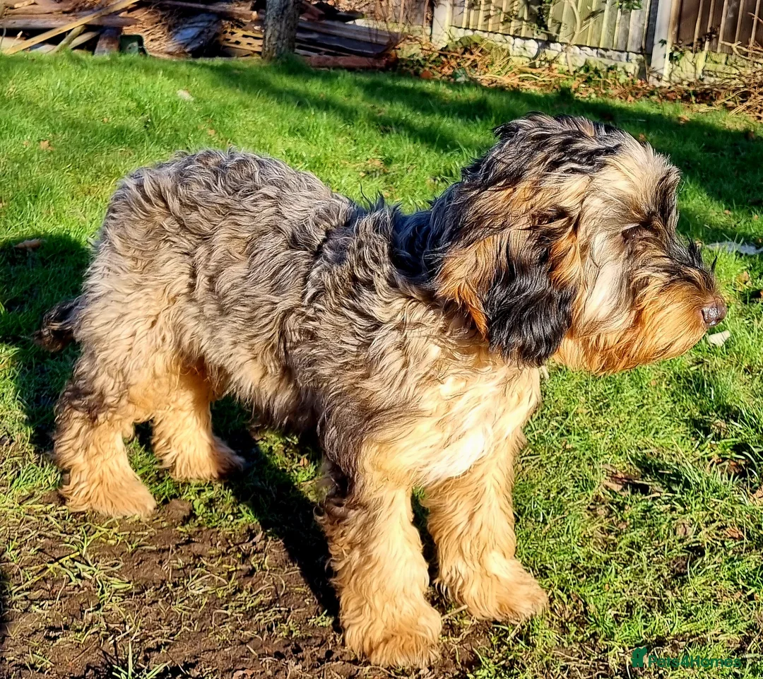 Cockapoo dogs for stud: Extensively DNA tested, experienced Sable Cockapoo in Wrexham - Advert 7