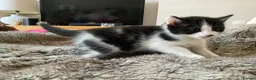 Domestic Shorthair cats for sale: Beautiful kittens ready in 5 weeks - Advert 20
