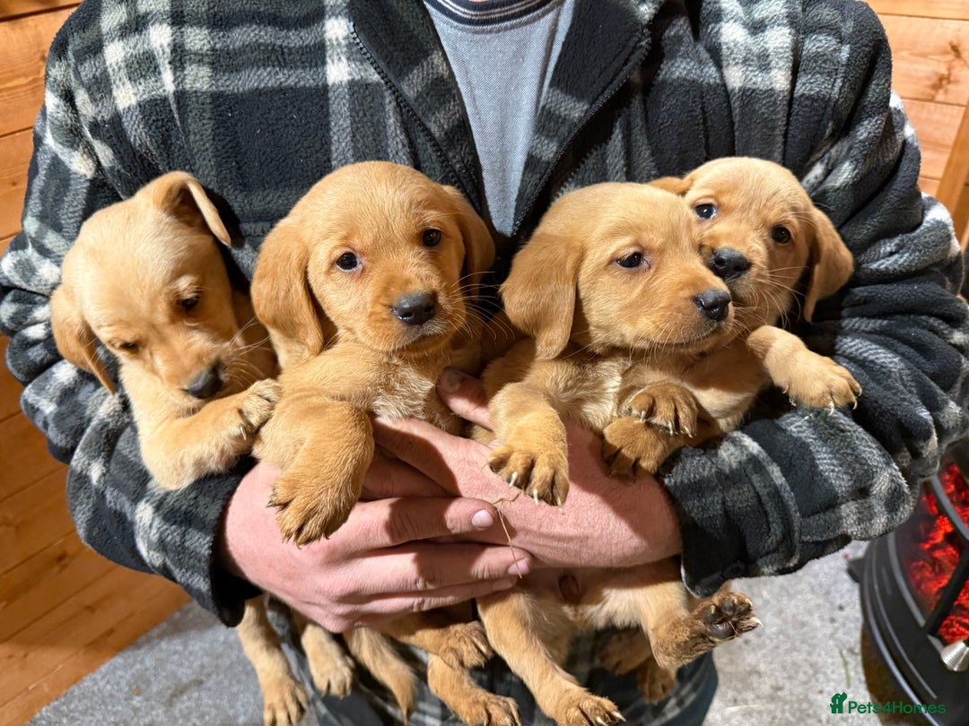 Goldador dogs for sale: Fox red goldadors  - Advert 7