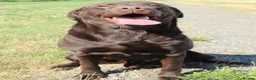 Labrador Retriever dogs for sale: Lovely, well bred Working Type Chocolate Lab.  - Advert 9