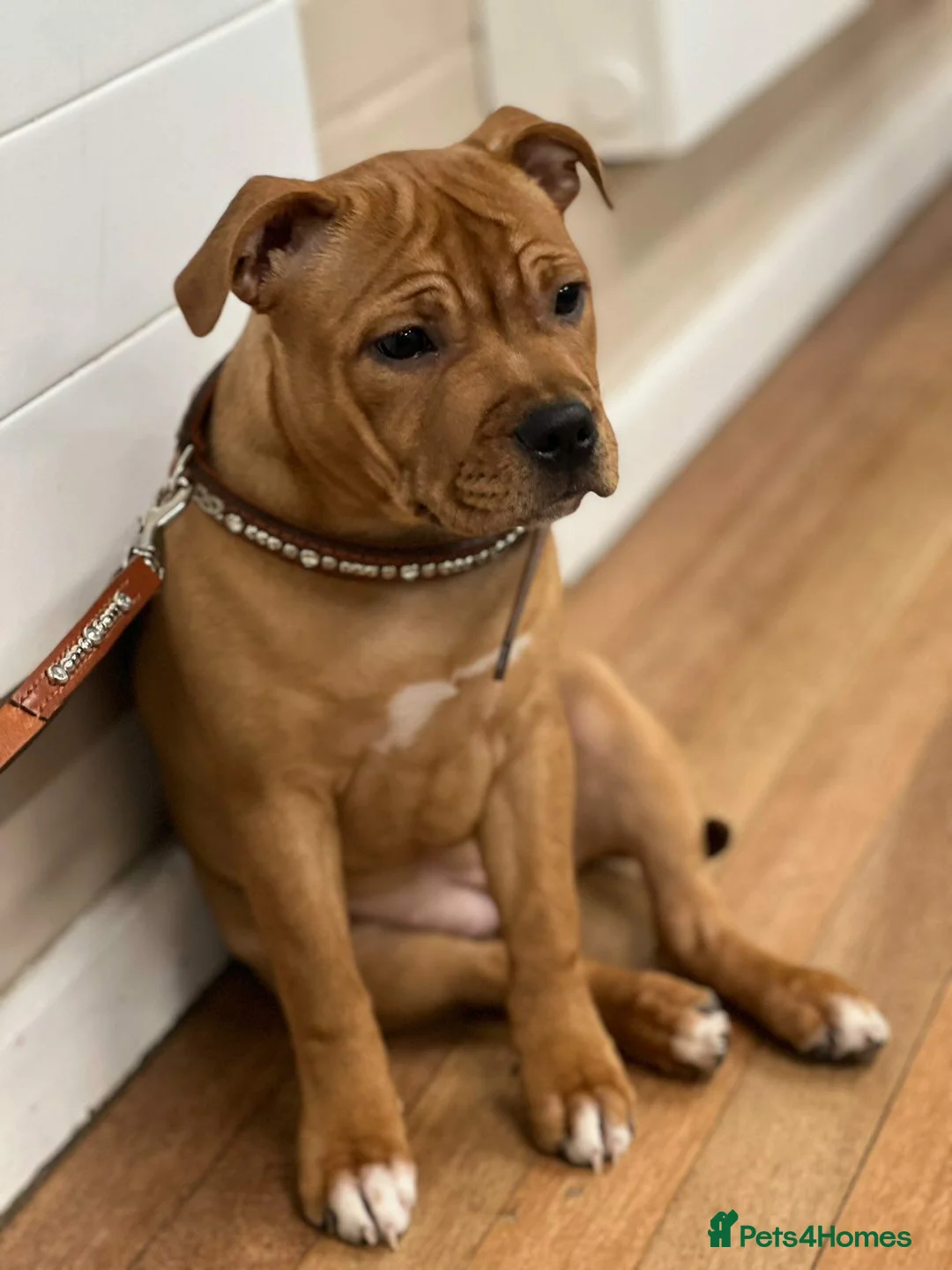 Staffordshire Bull Terrier dogs for stud: 🥨CHIEF CHAMPION SIRED. 🥨🏆  in Rochdale - Advert 26