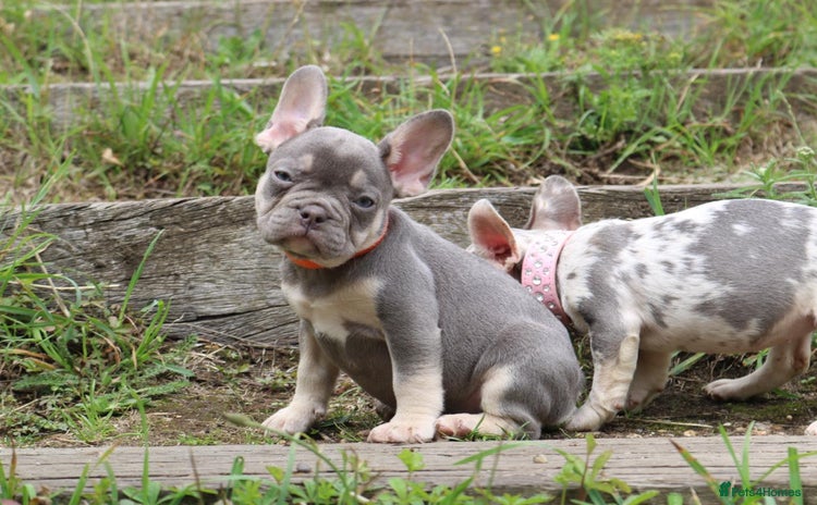 French Bulldog dogs - Advert 12
