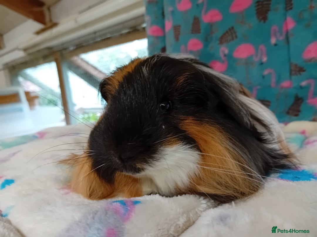 Guinea Pig rodents for sale: Baby Boars Different Breeds/Young Adult Sheltie in Swadlincote - Image 12