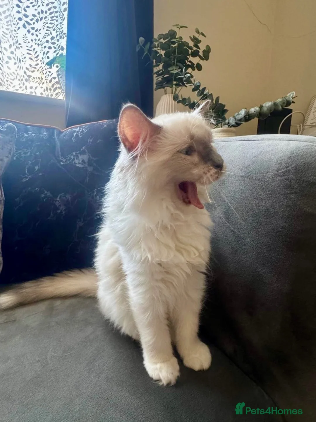 Ragdoll cats for sale: Purebreed Ragdoll kittens - Advert 2