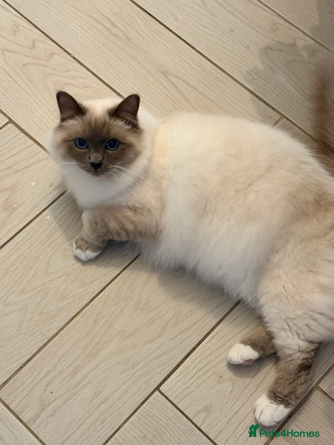 Birman cats for sale: Blue point Birman Cat for Sale  in London - Advert 2