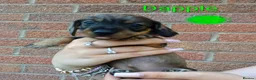 Dachshund dogs for sale: Miniature wire dachshund puppies - Advert 8