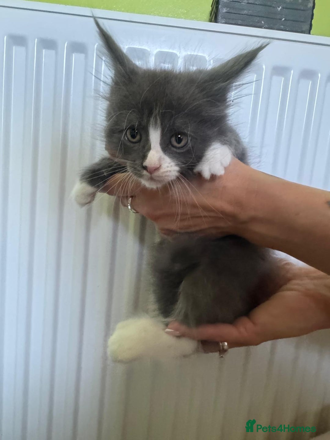 Maine Coon cats for sale: Gorgeous maine coon kittens  - Image 19