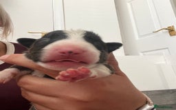 English Bull Terrier dogs for sale: Janineabullz bull terriers beautiful litter  - Image 13