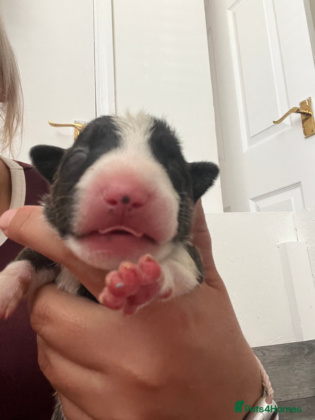English Bull Terrier dogs for sale: Janineabullz bull terriers beautiful litter  - Image 13