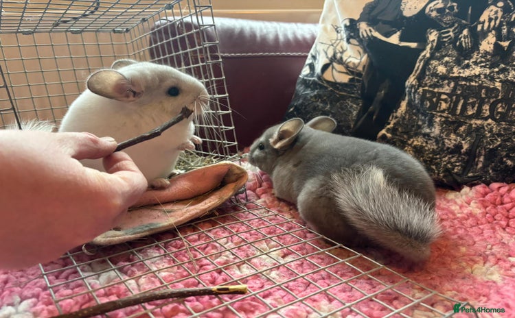 Chinchilla rodents - Advert 3