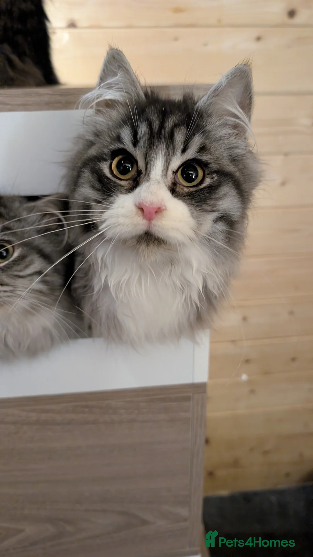 Maine Coon cats for sale: Maine Coon Pedigree kittens - Advert 5