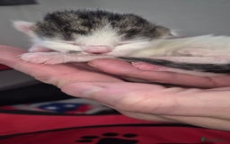 Mixed Breed cats for sale: Kittens for sale - Image 4