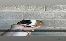 Guinea Pig rodents for sale: Lovely guinea pigs looking for their new homes!  - Image 17