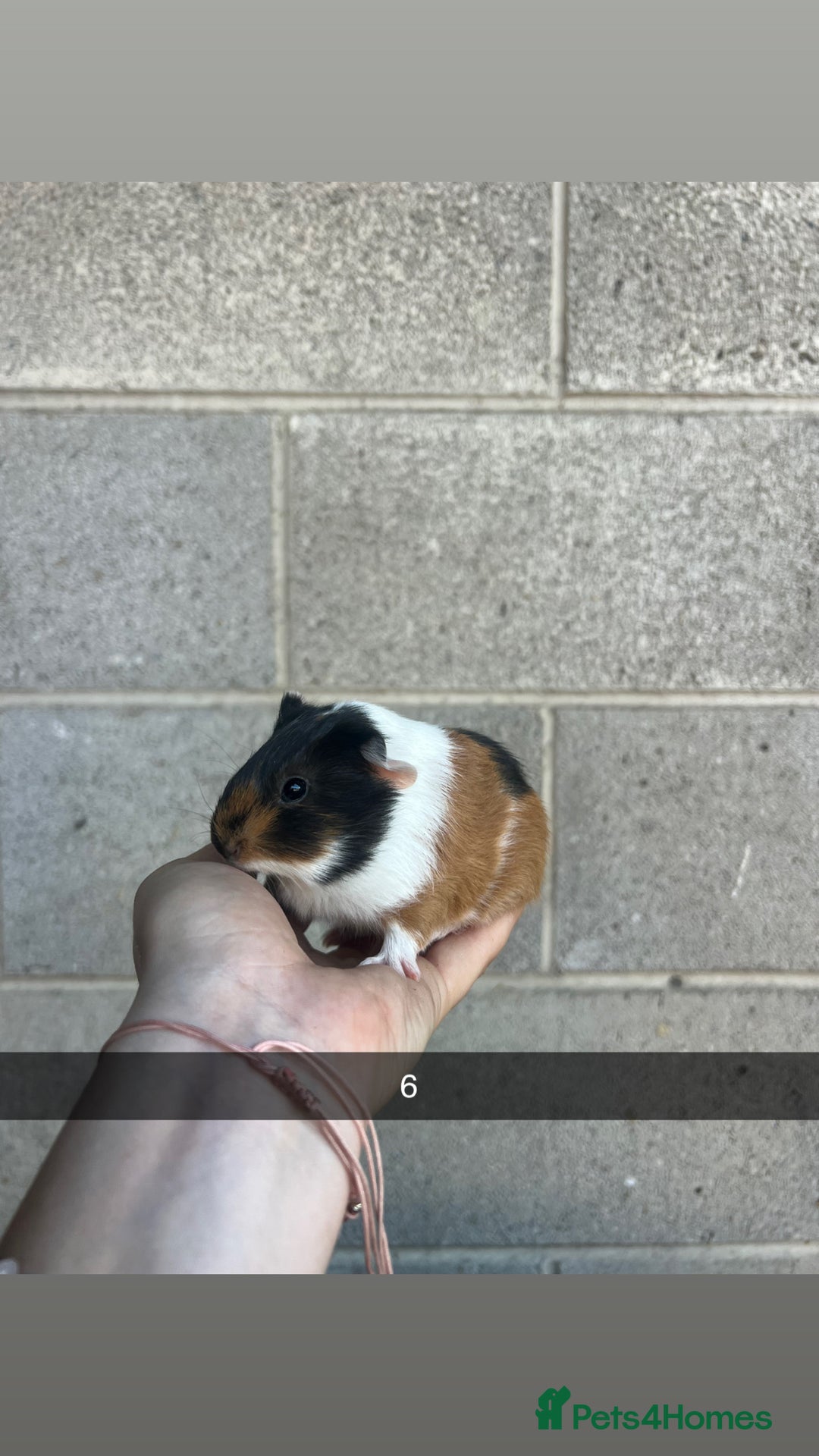 Guinea Pig rodents for sale: Lovely guinea pigs looking for their new homes!  - Image 17