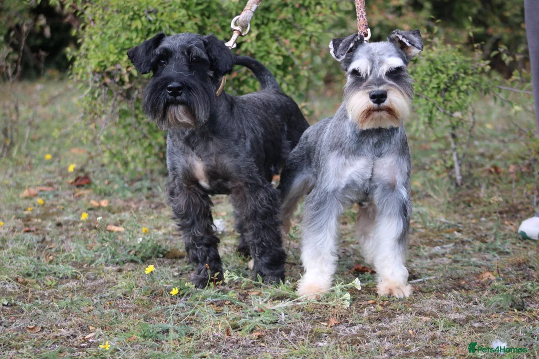 Miniature Schnauzer dogs for stud: KC MAC Pepper & Salt miniature schnauzer Stud in Basildon - Advert 2