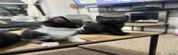 Mixed Breed cats for sale: 3 female baby cat  - Advert 3